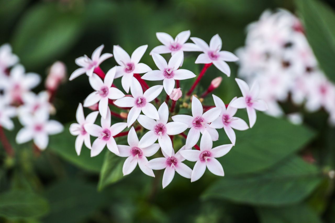 夏のガーデニングにおすすめの花① フェアリースター