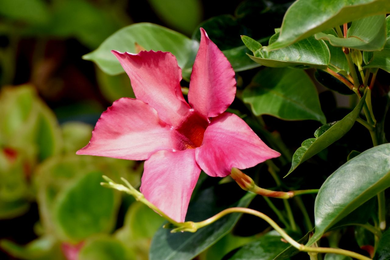 夏のガーデニングにおすすめの花② サンパラソルシリーズ