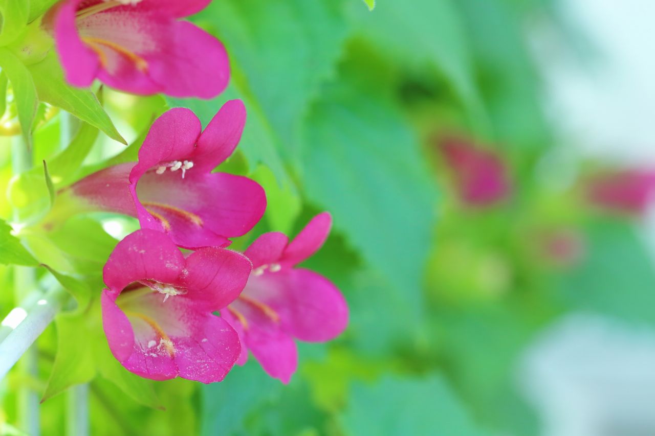 夏のガーデニングにおすすめの花③ ロフォス