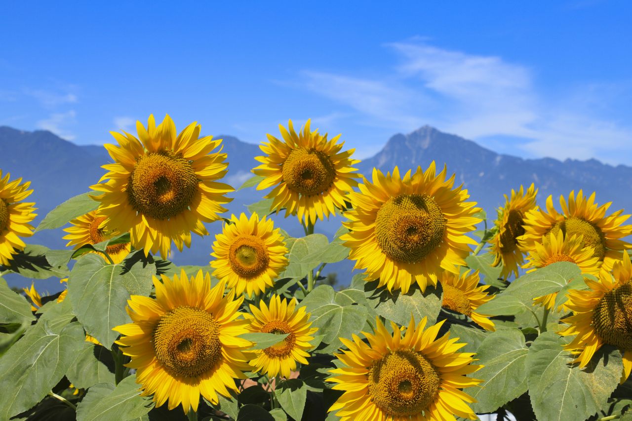 夏の花といえばこれ！ガーデニングにおすすめ① ヒマワリ