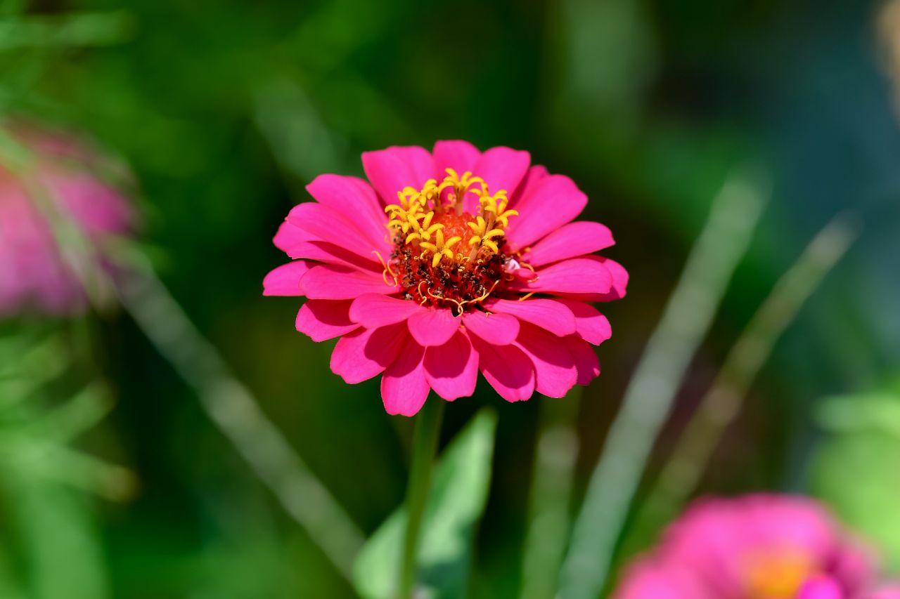 夏の花といえばこれ！ガーデニングにおすすめ④ ジニア