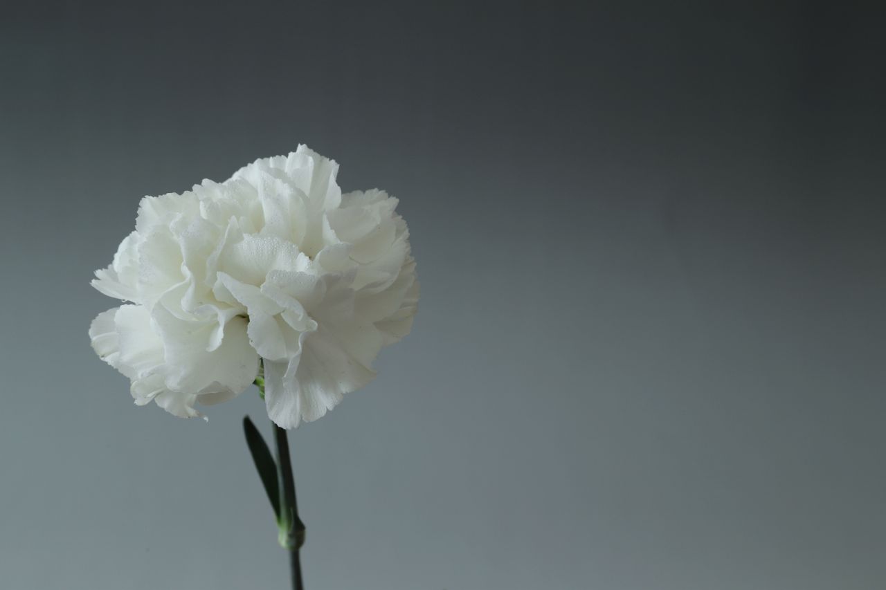 お盆に供える花言葉④：白いカーネーションの「私の愛は生きています」