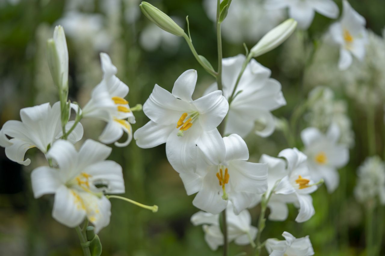 葬儀の「供花（きょうか）」のお供えに花のアレンジメント