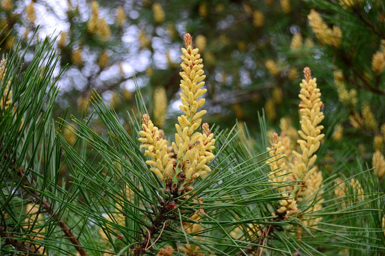 お正月に飾った花はいつ片づける？