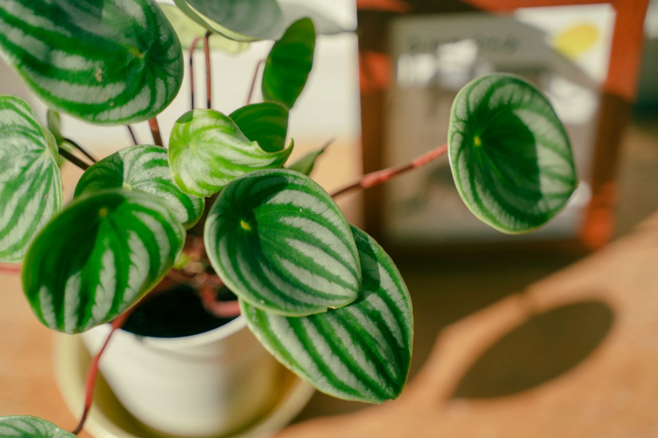 オーガスタ 中型サイズ 観葉植物 陶器鉢付き カッシーナ ボー