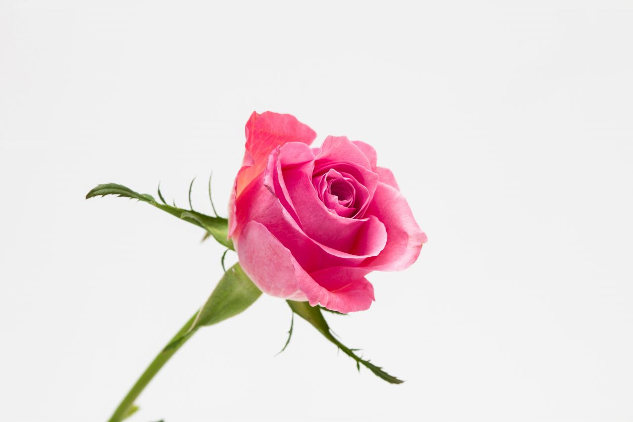 ピンクのバラの花言葉は「上品」「しとやか」以外にもある