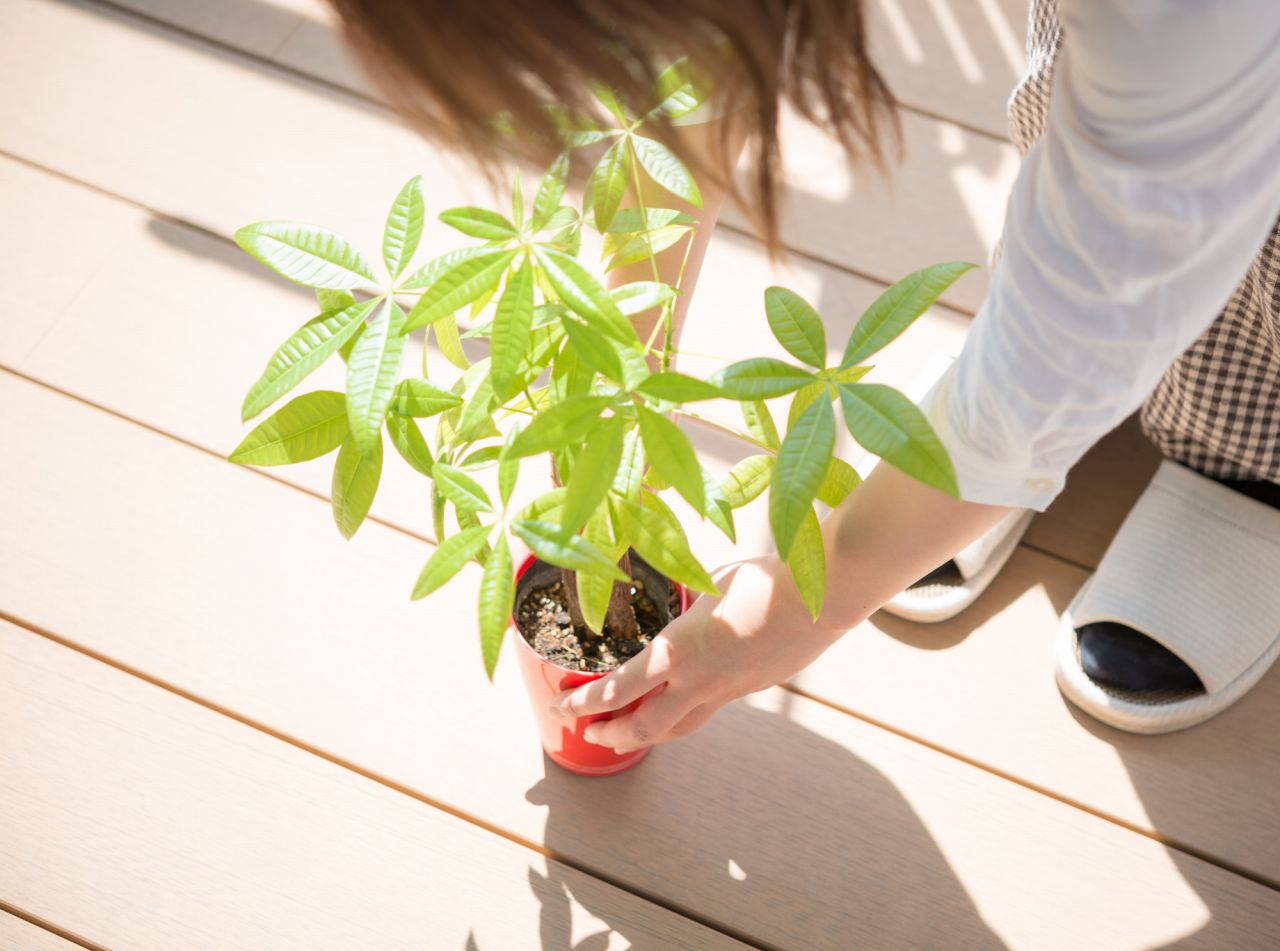 風水では観葉植物の「葉の向き」と「葉の形」が大切