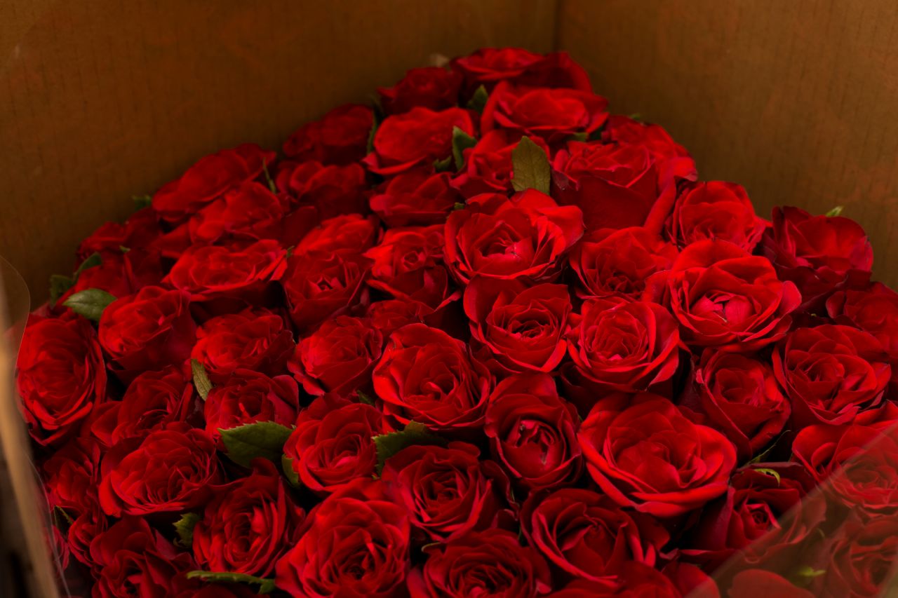 【花言葉が大事】赤いバラは大切な人へ気持ちを伝えたい時に贈ろう！