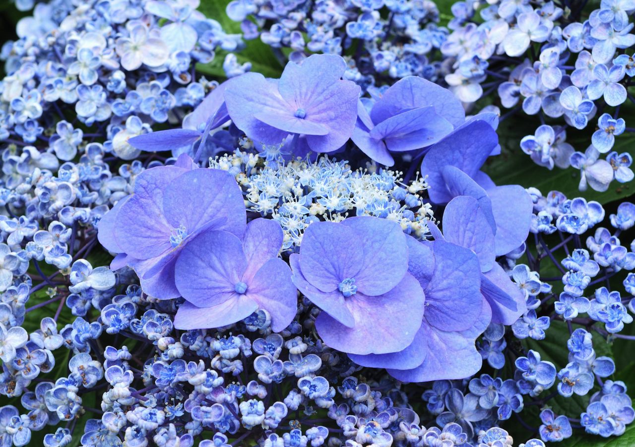 ポップで可愛らしい花びらが特徴のオタフクアジサイ