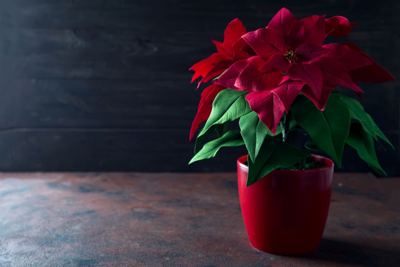 12月の代表的な誕生花「ポインセチア」「カトレア」「赤バラ」