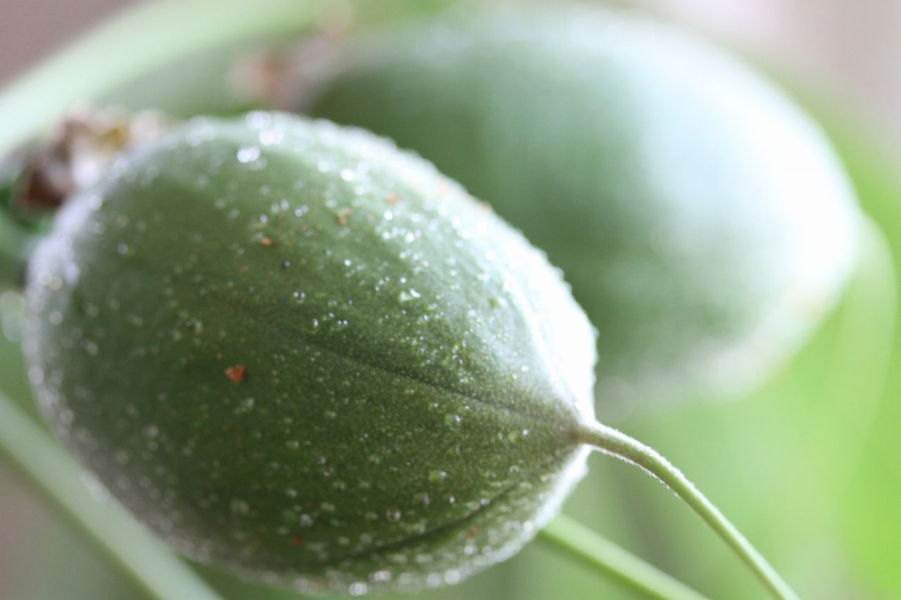 観葉植物「パキラ」の実は食べられるがソラニンに注意