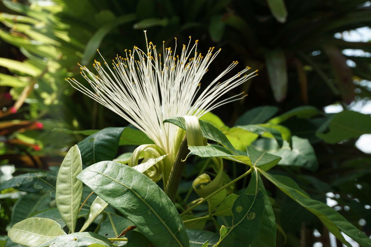 パキラは条件が揃えばお花を咲かせる観葉植物