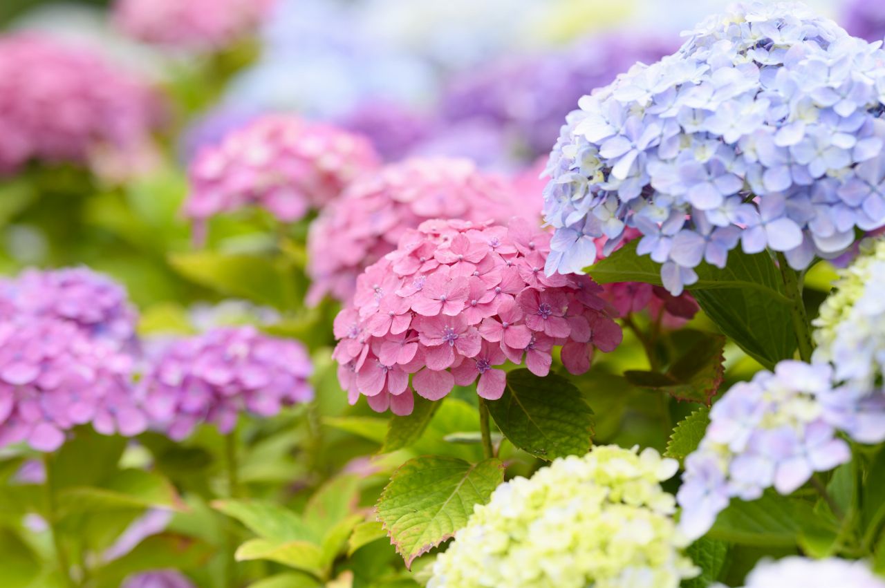 あじさいってどんな花？紫や赤など色彩豊富！