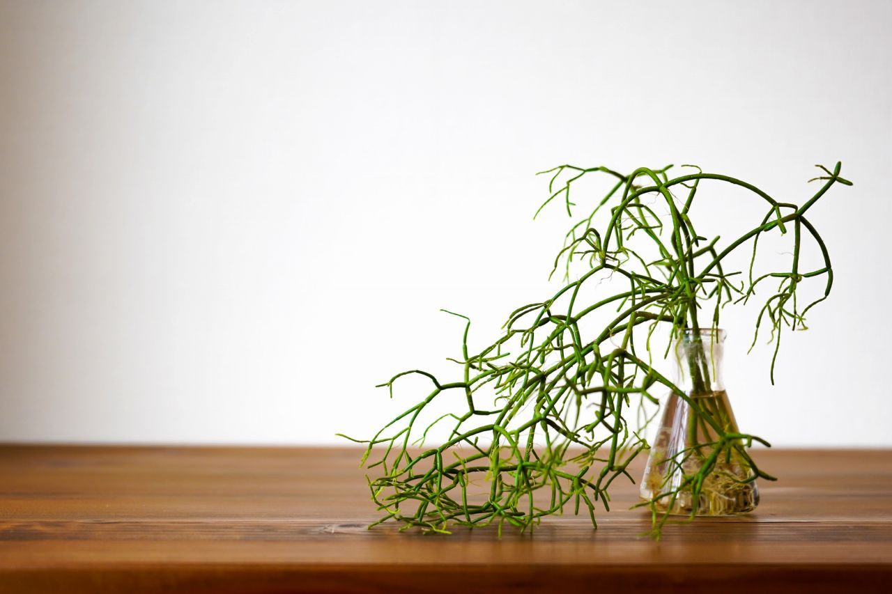 水耕栽培できる観葉植物⑩：スリムでおしゃれな【リプサリス】