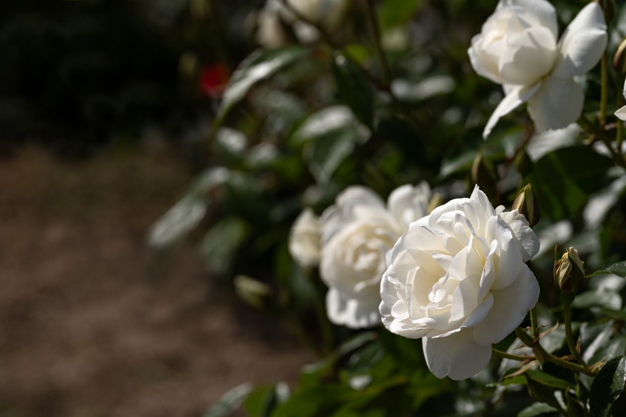 白いバラの花言葉！「純潔」「深い尊敬」など