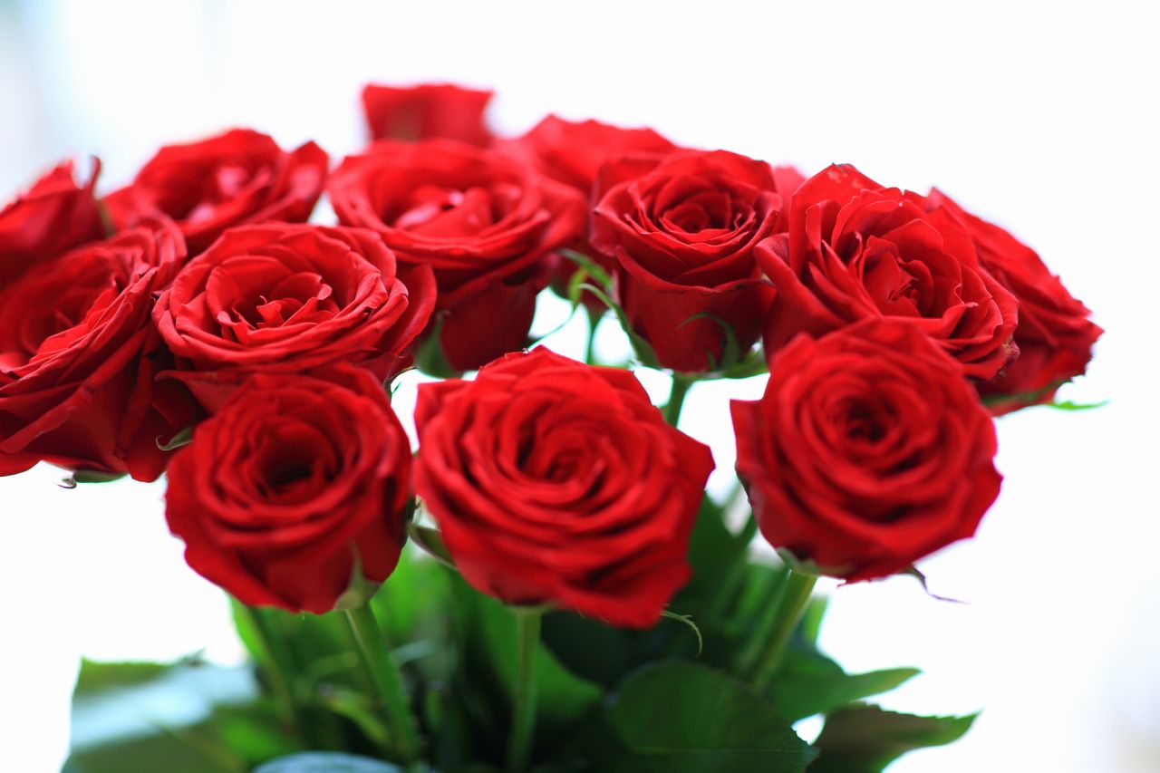 赤いバラの花言葉！「情熱」「愛情」など