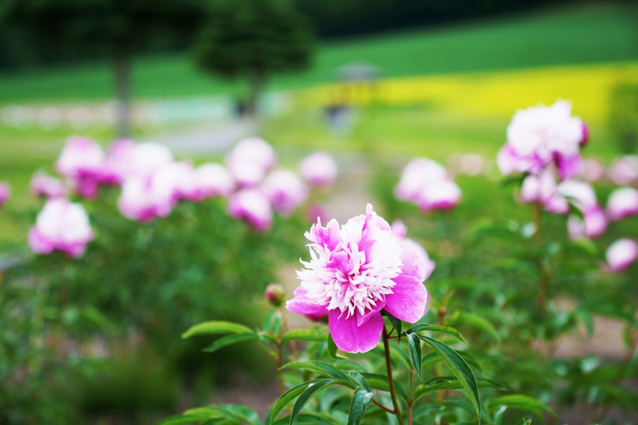 芍薬の花は品種によって全然違う