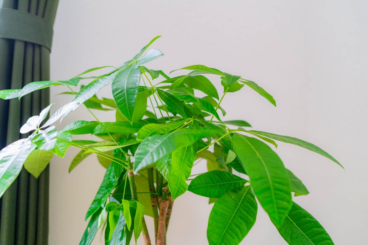 風水ではパキラのような観葉植物が好まれる