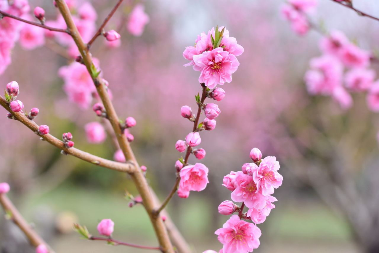 ひな祭りで飾る「桃の花」は中国が原産地