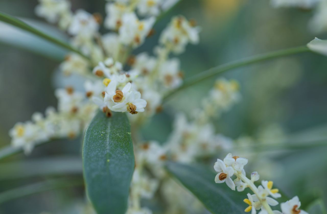 オリーブの【地植え】での育て方