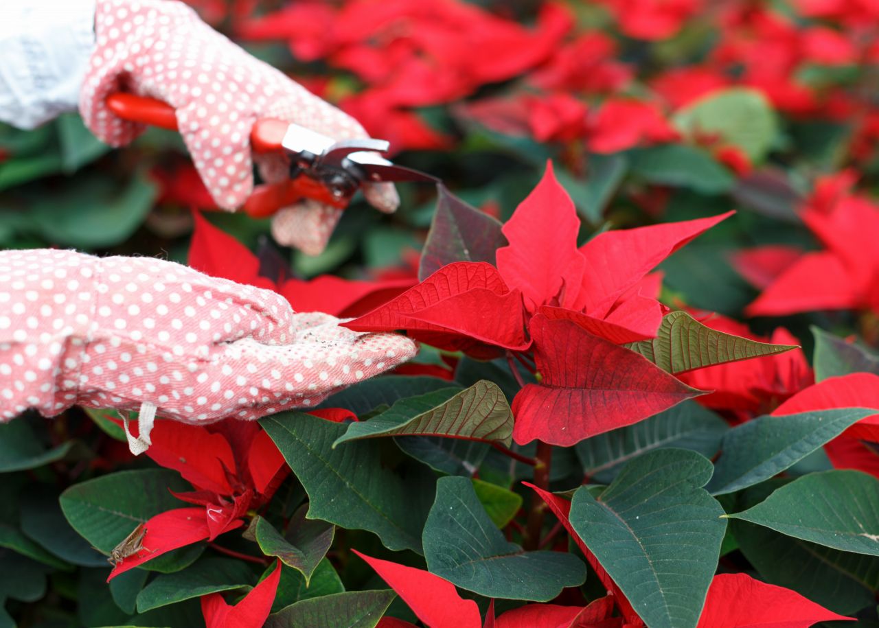 ポインセチアのお手入れ方法【クリスマスの花】