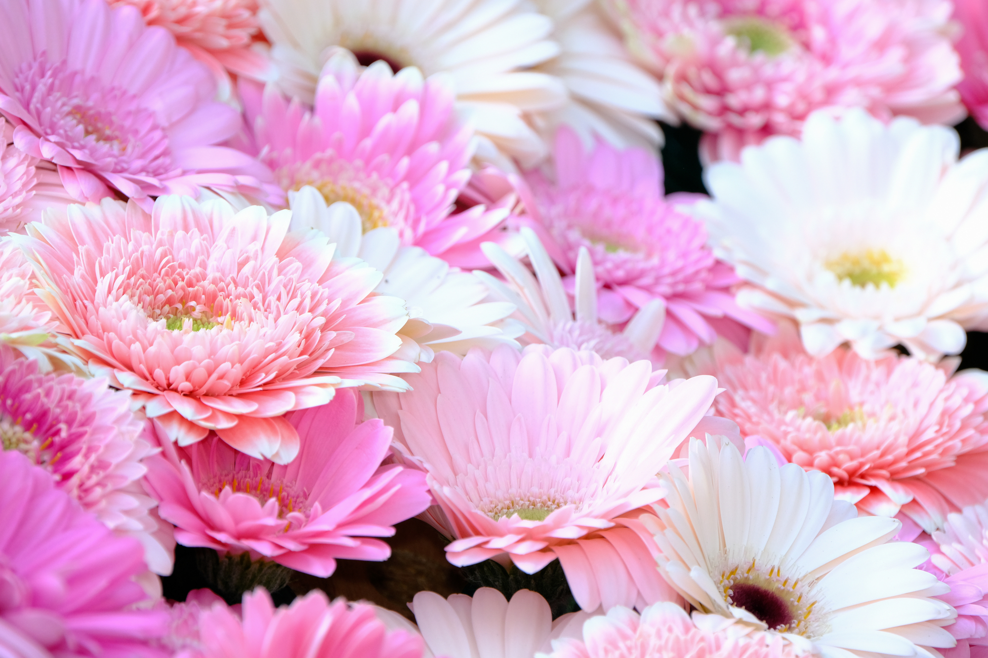 ロポーズにおすすめの花②ポジティブな花言葉が多い「ガーベラ」