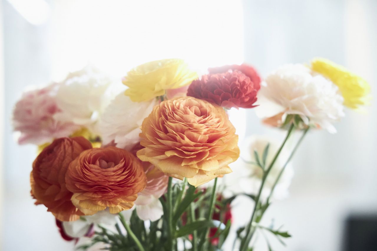 ポジティブな花言葉を持つラナンキュラスってどんな花？