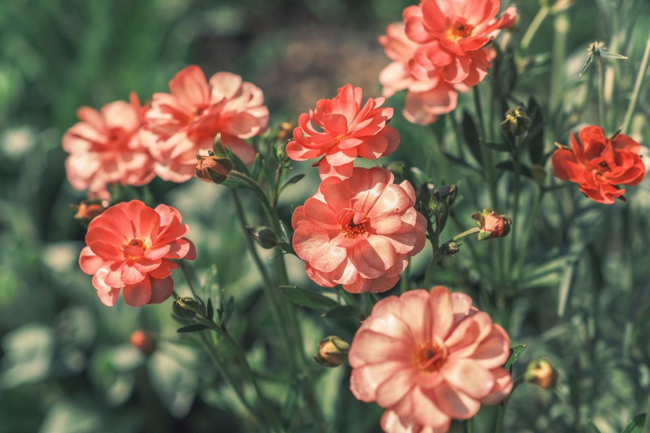 ラナンキュラスの花束を渡す注意点は？