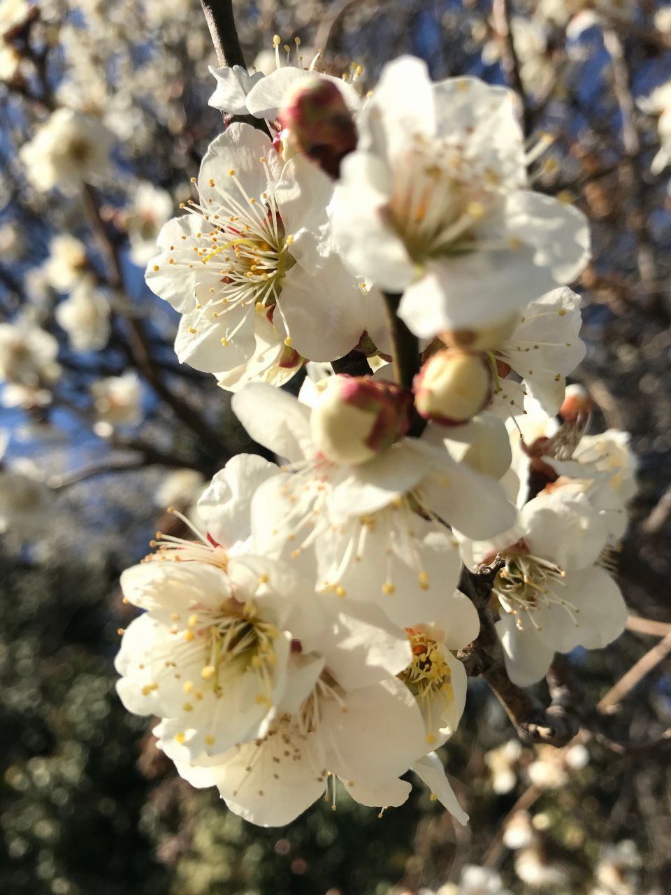 日本が誇る「三大桜」とは？