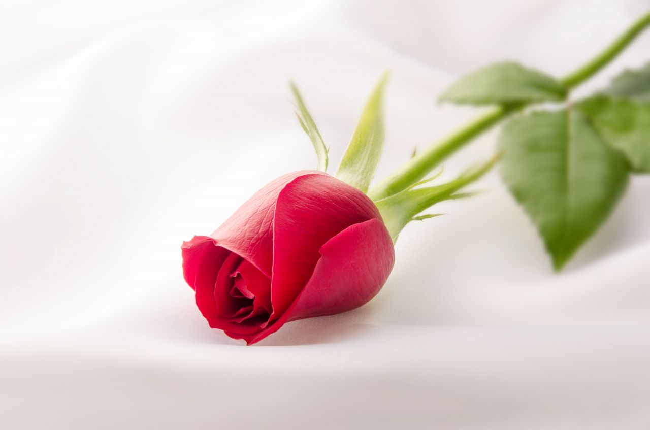 人気の生花サブスク：バラ