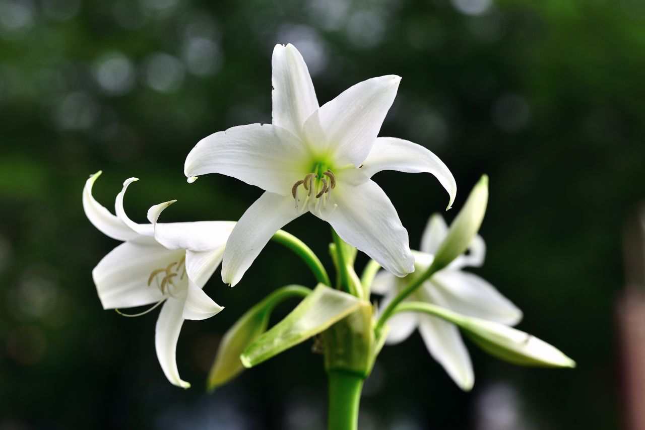 人気の生花サブスク：お供え洋花セット