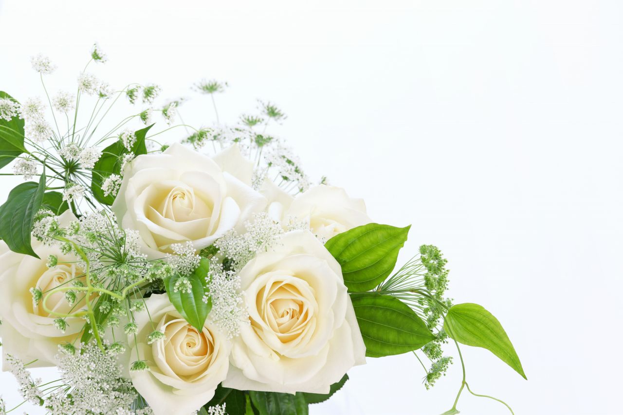 バラ全体の花言葉とは？有名な品種や白いバラの誕生花についても