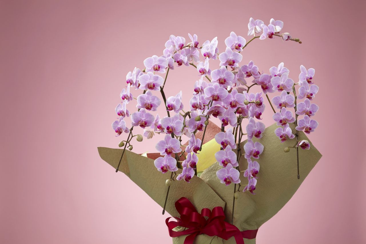 退院祝いにおすすめの生花の例⑤：胡蝶蘭