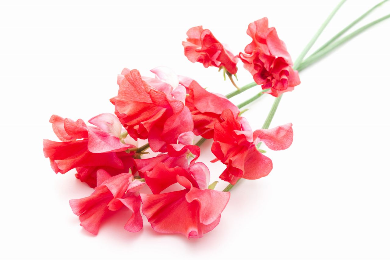 チューリップの花束と相性がいいお花を紹介