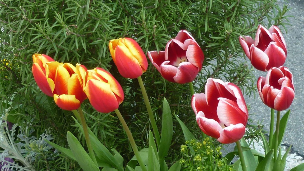 チューリップのおしゃれな植え方④：色合いで春らしさを演出