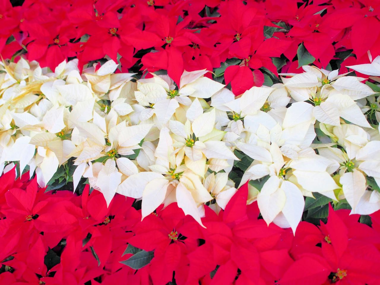 ポインセチア【クリスマスにおすすめの花】