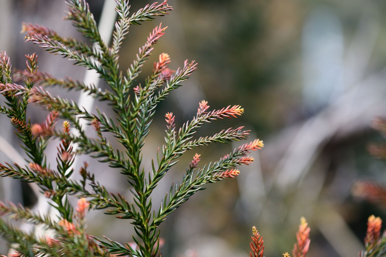 コニファー【クリスマスにおすすめの花】