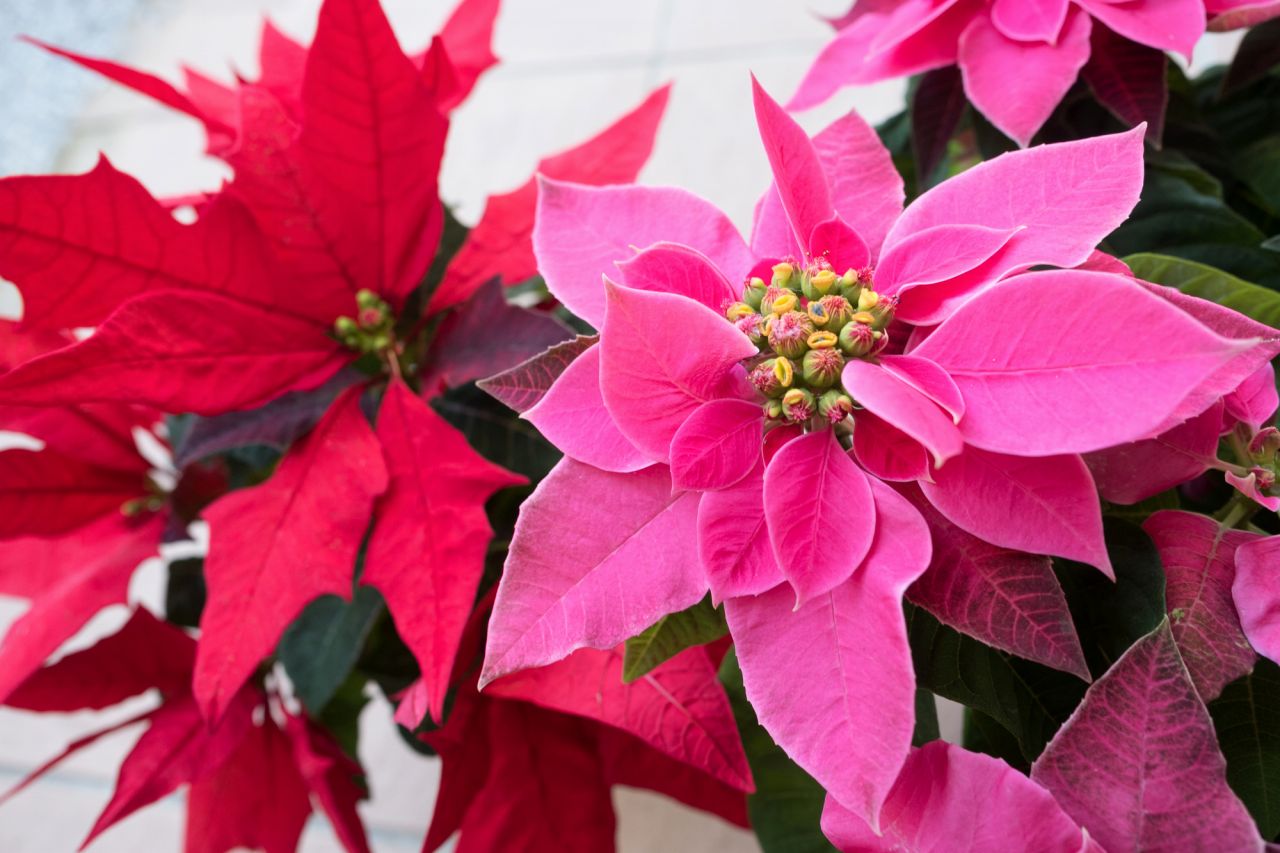 クリスマスの飾りにおすすめの花！クリスマスカラーの花を選ぶ