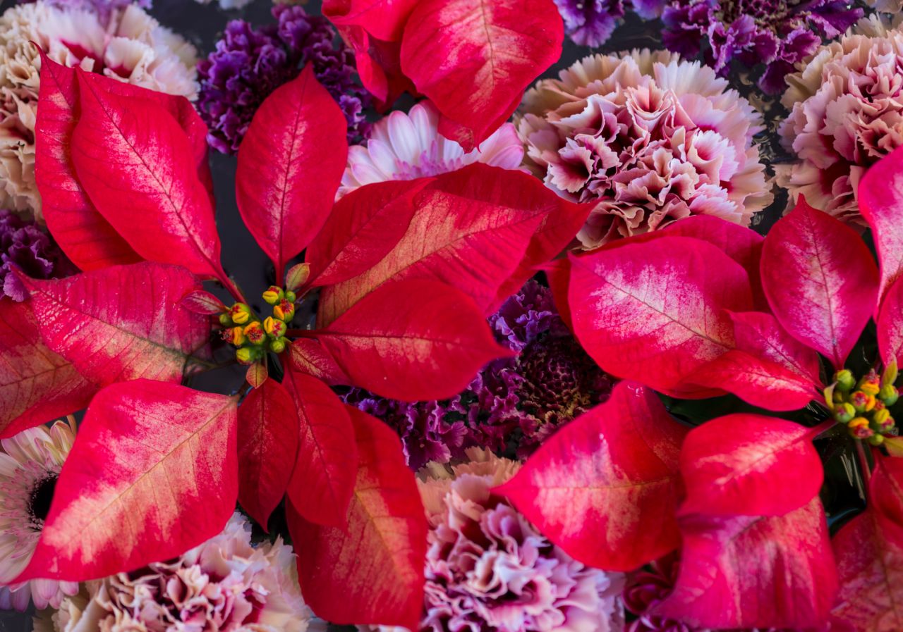 彼女へ贈るクリスマスプレゼントにおすすめの花②ポインセチア