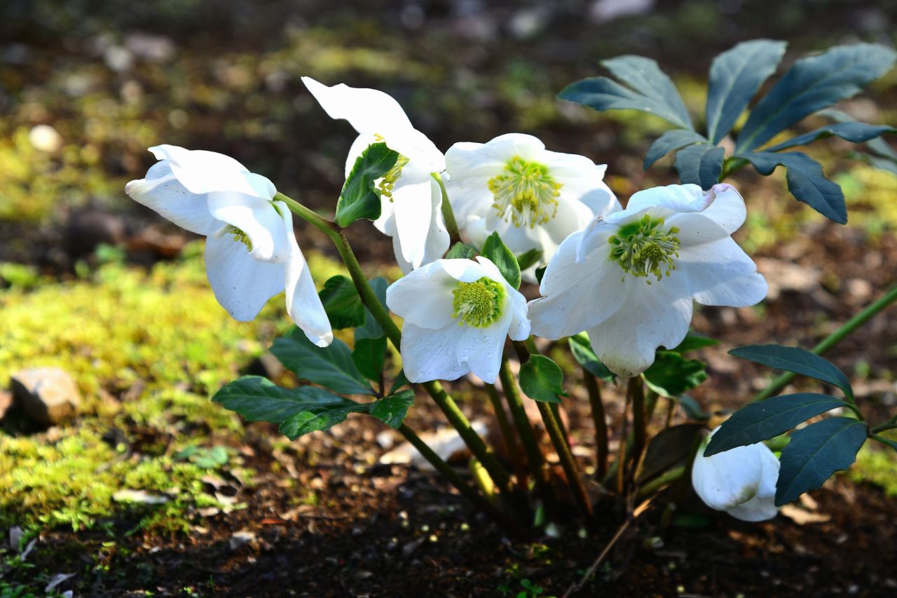 クリスマスローズの花言葉は「いたわり」の意味をもつ花言葉