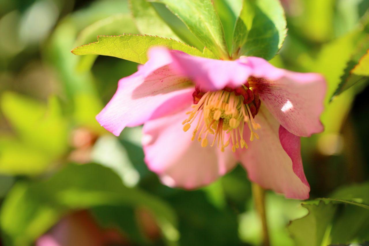 クリスマスローズに色別の花言葉は決められていない