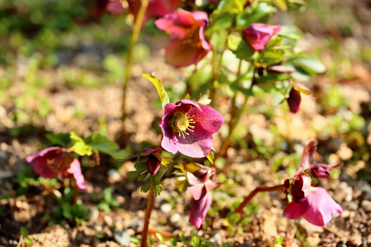 クリスマスローズってどんな花？ちょっぴり怖めの花言葉