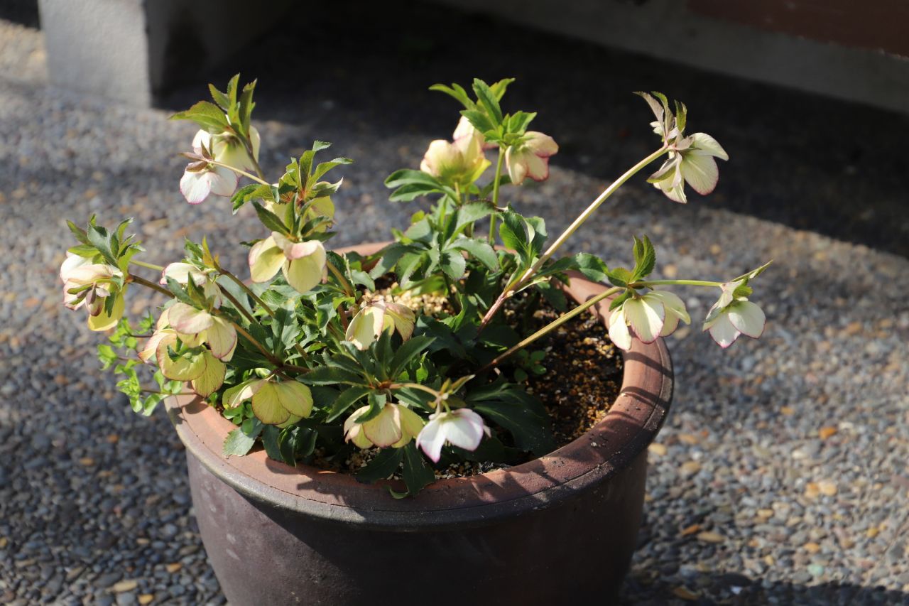 クリスマスローズのギフトにはアレンジメントがおすすめ！花言葉が重要