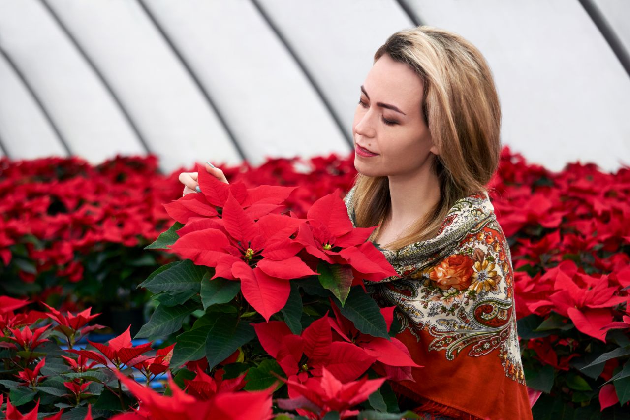 クリスマスリースに使われる花！定番はポインセチアやバラ