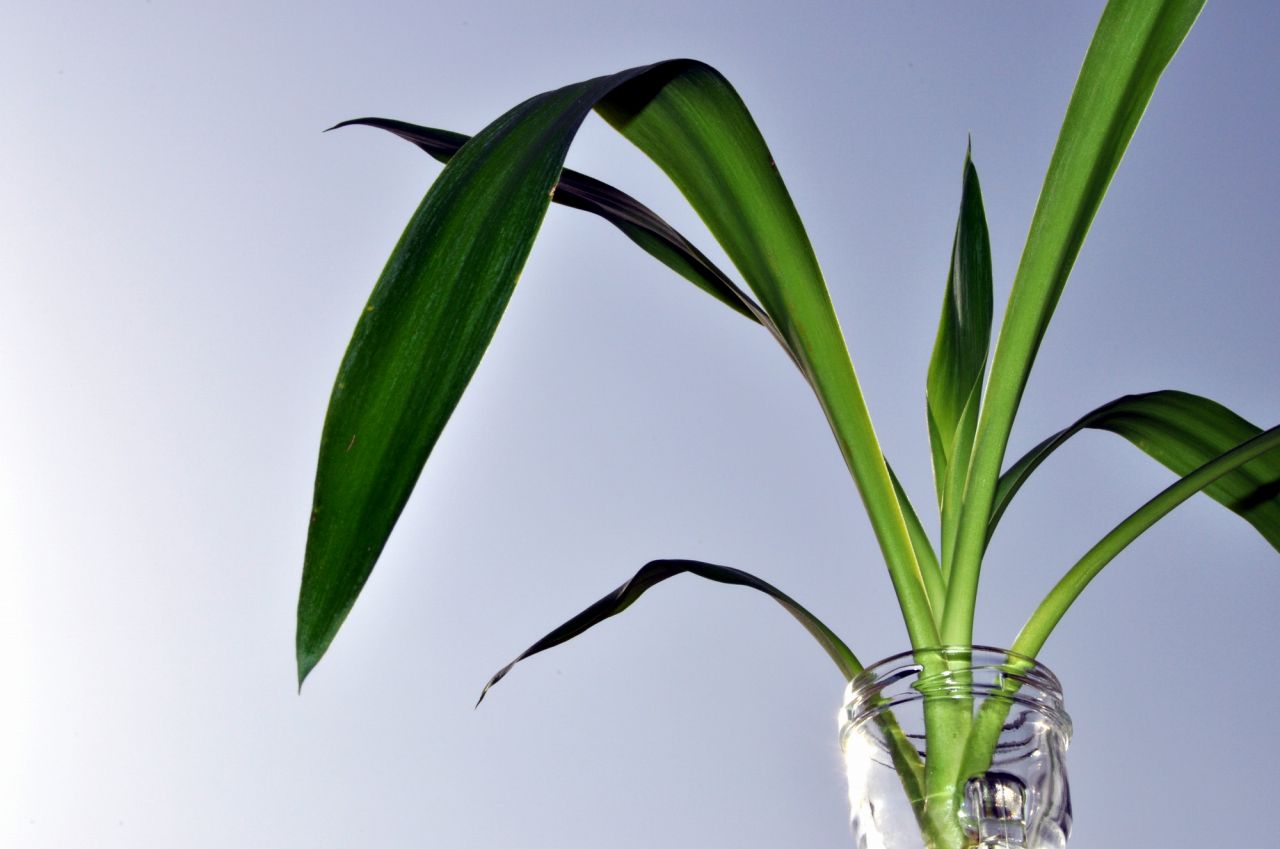 ユッカってどんな植物？　種類が豊富な観葉植物