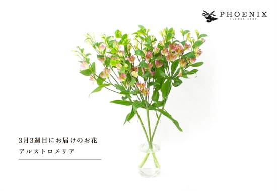 PHOENIX×スマイルフラワープロジェクト　スタンダード