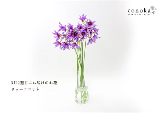 conoka×スマイルフラワープロジェクト　季節のお花　M