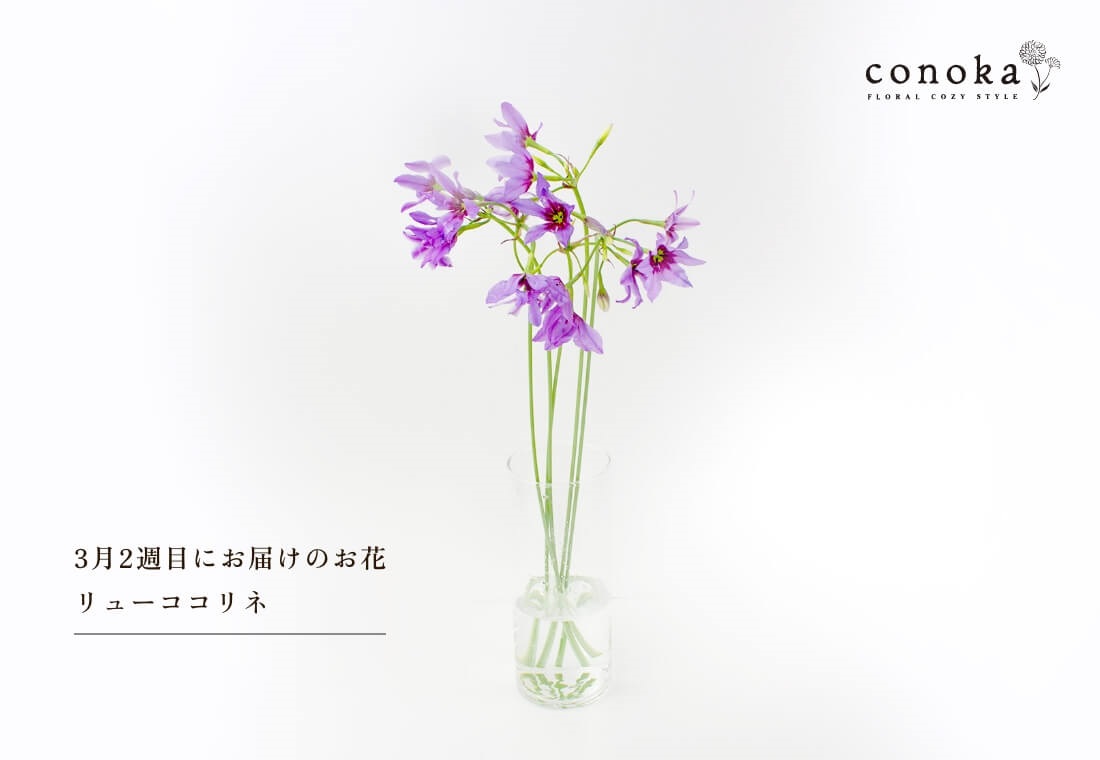 conoka×スマイルフラワープロジェクト　季節のお花　S