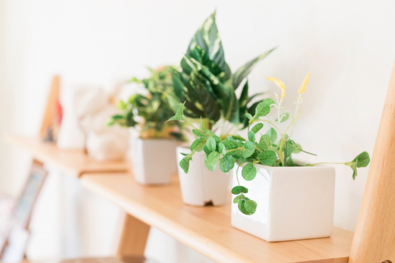 室内をおしゃれに演出する観葉植物13選！育てやすく人気の植物