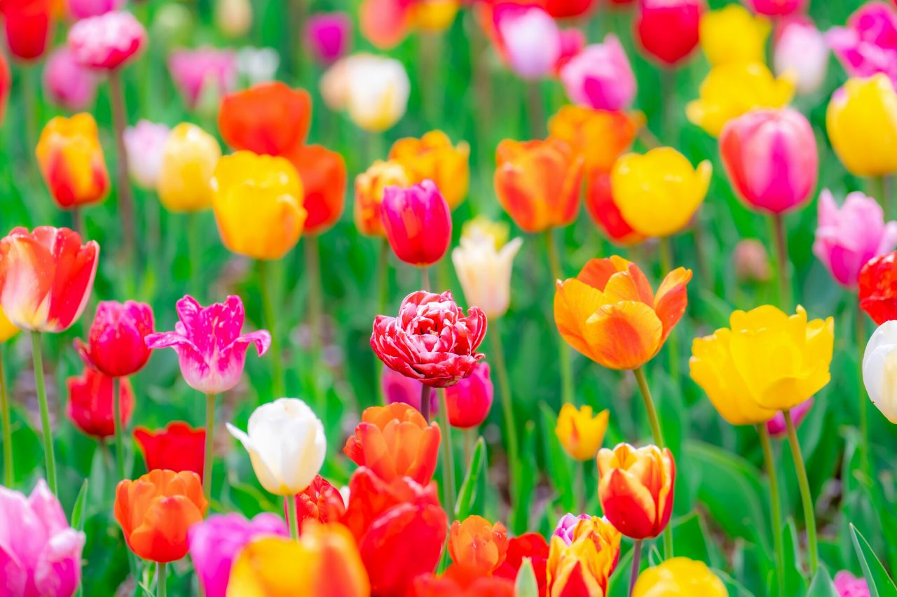 春の花一覧10選！身近で見られる花たちの見ごろ時期や花言葉